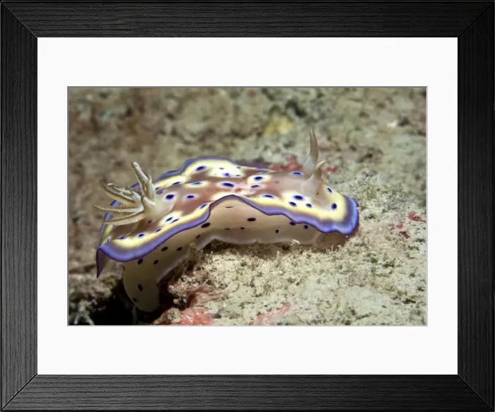 Framed Print : Nudibranch - Malaysia Framed Print : Nudibranch - Malaysia