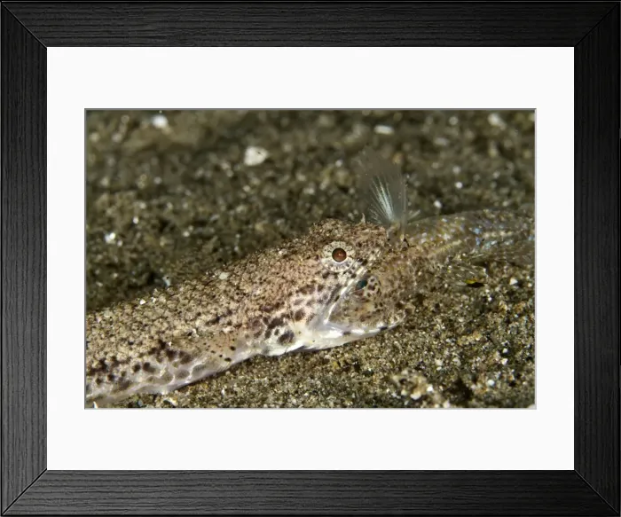 Framed Print : Twospot Lizardfish - eating a Goby - Indonesia
