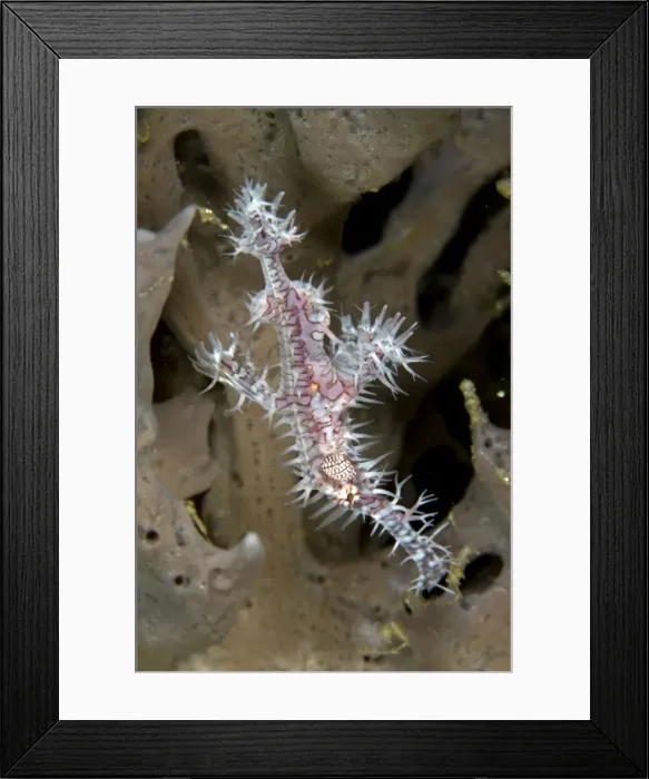 Framed Print : Harlequin Ghost Pipefish - Indonesia Framed Print : Harlequin Ghost Pipefish - Indonesia