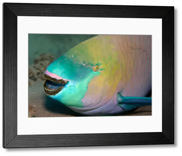 Framed Print : Parrotfish - with algae-filled teeth - Red Sea Framed Print : Parrotfish - with algae-filled teeth - Red Sea