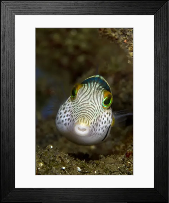 Framed Print : Black-saddled Toby - Indonesia Framed Print : Black-saddled Toby - Indonesia