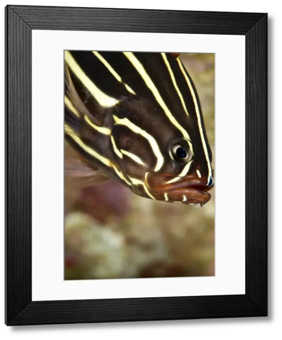 Framed Print : Sixstripe Soapfish - Indonesia Framed Print : Sixstripe Soapfish - Indonesia