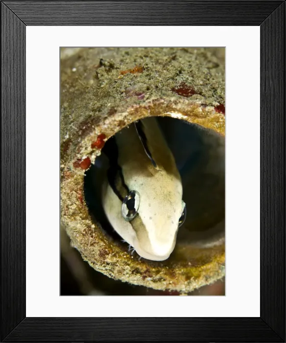 Framed Print : Fangblenny - Indonesia Framed Print : Fangblenny - Indonesia