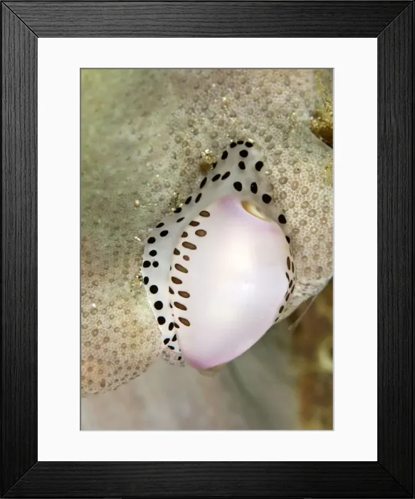 Framed Print : Allied Cowries - Indonesia Framed Print : Allied Cowries - Indonesia