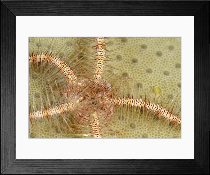 Framed Print : Brittle Star - Indonesia Framed Print : Brittle Star - Indonesia