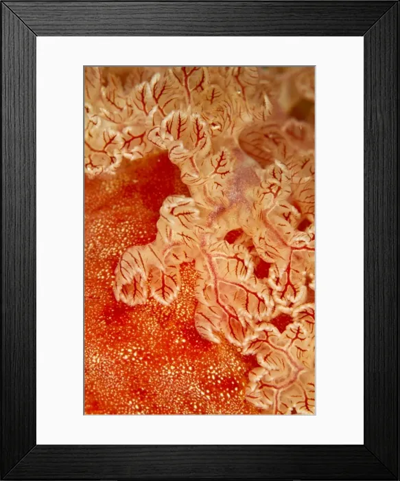 Framed Print : Spanish Dancer - Indonesia Framed Print : Spanish Dancer - Indonesia