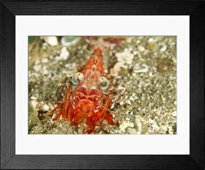Framed Print : Humpback Prawn - Indonesia Framed Print : Humpback Prawn - Indonesia