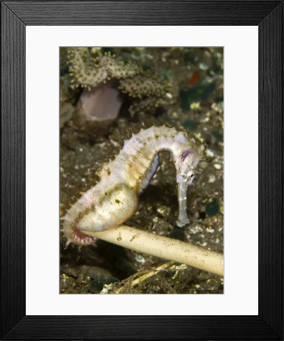 Framed Print : Thorny Seahorse - Indonesia Framed Print : Thorny Seahorse - Indonesia