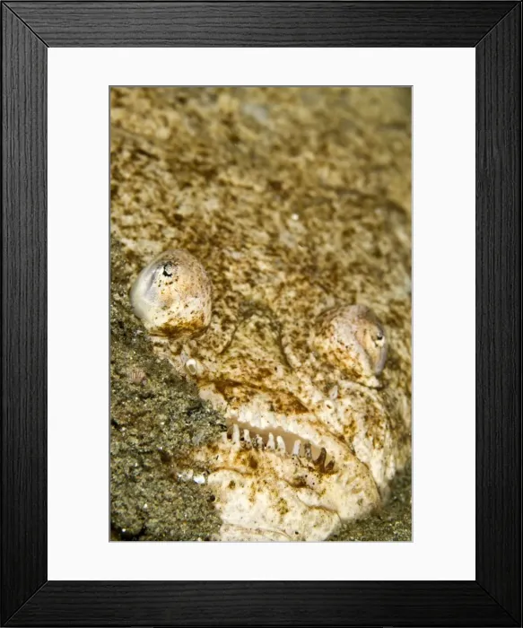 Framed Print : Whitemargin Stargazer - Indonesia Framed Print : Whitemargin Stargazer - Indonesia