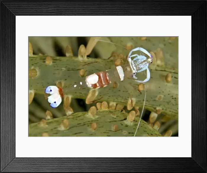 Framed Print : Magnificent Shrimp - Indonesia Framed Print : Magnificent Shrimp - Indonesia