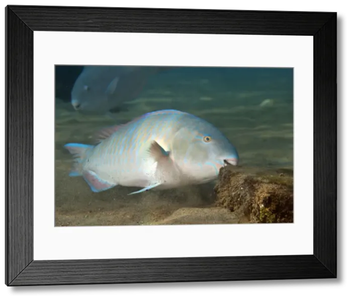 Framed Print : Bluebarred / Blue-barred Parrotfish - feeding - Red Sea Framed Print : Bluebarred / Blue-barred Parrotfish - feeding - Red Sea