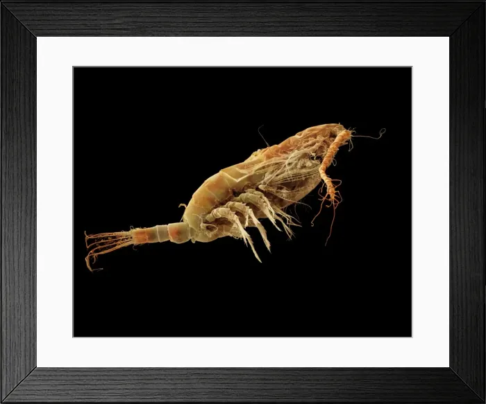 Framed Print : Scanning Electron Micrograph (SEM): Calanus finmarchicus; Magnification x 200 (A4 size: 29. 7 cm width) Framed Print : Scanning Electron Micrograph (SEM): Calanus finmarchicus; Magnification x 200 (A4 size: 29. 7 cm width)