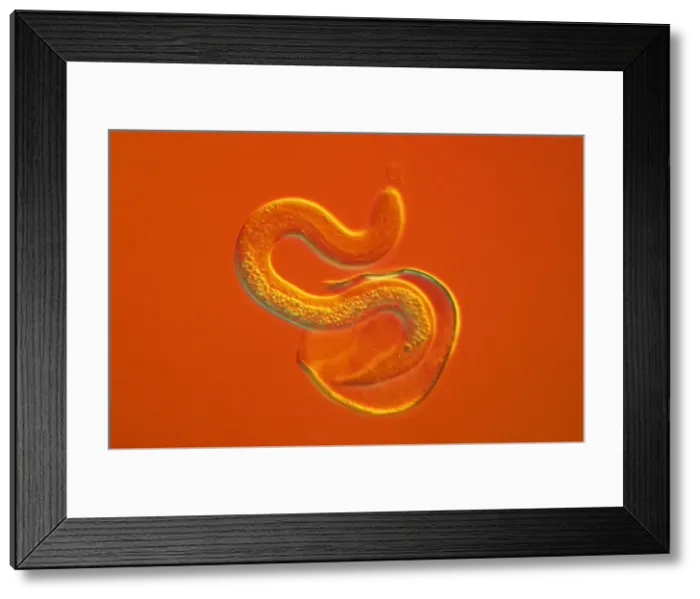 Framed Print : Light Micrograph - a roundworm hatching from its egg against an orange background. CHI0515 Framed Print : Light Micrograph - a roundworm hatching from its egg against an orange background. CHI0515