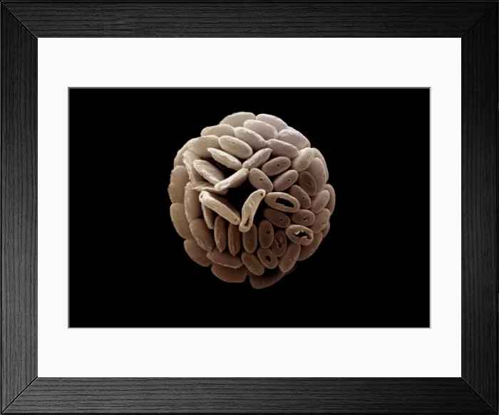 Framed Print : Coccolithophore Framed Print : Coccolithophore