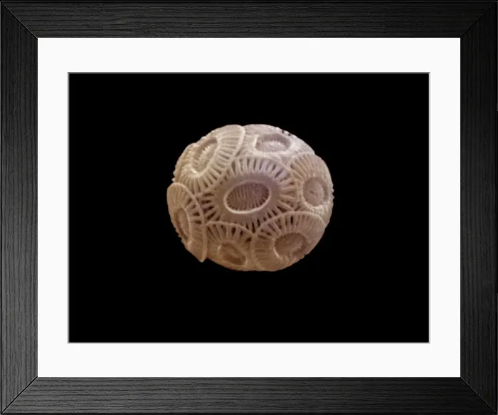 Framed Print : Coccolithophore Framed Print : Coccolithophore