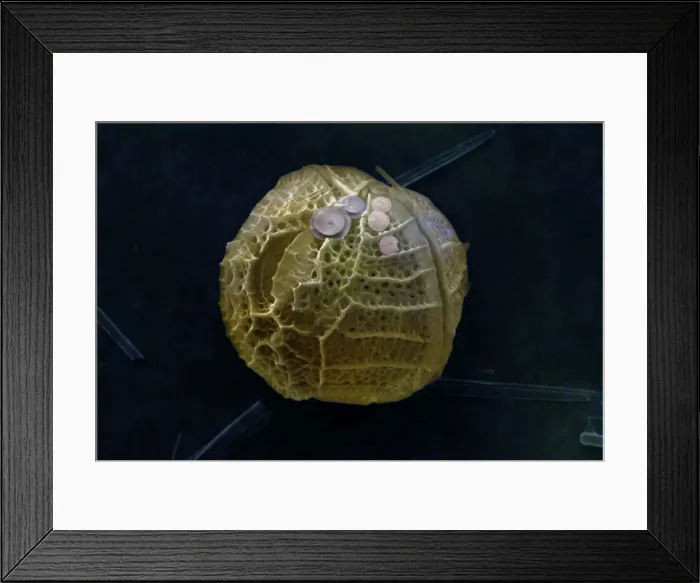 Framed Print : Dinoflagellate Framed Print : Dinoflagellate
