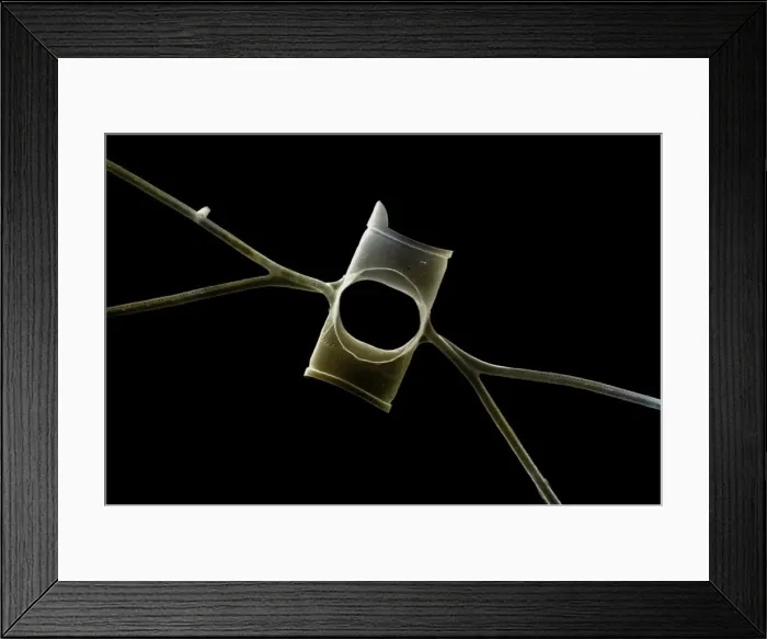 Framed Print : Marine Diatom Framed Print : Marine Diatom