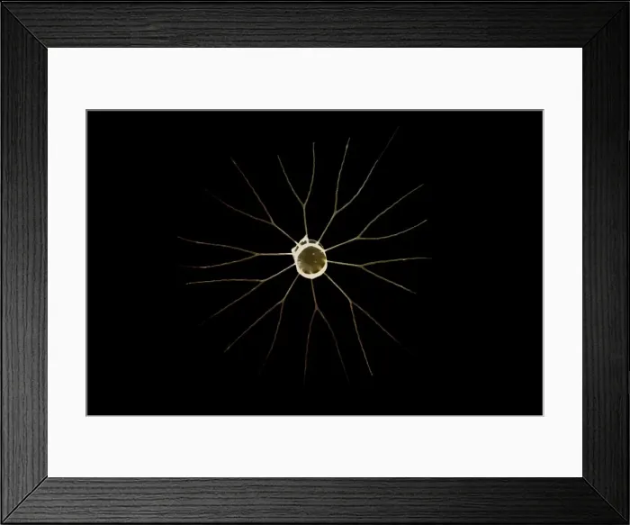 Framed Print : Marine Diatom Framed Print : Marine Diatom