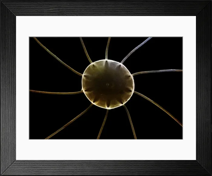 Framed Print : Marine Diatom Framed Print : Marine Diatom