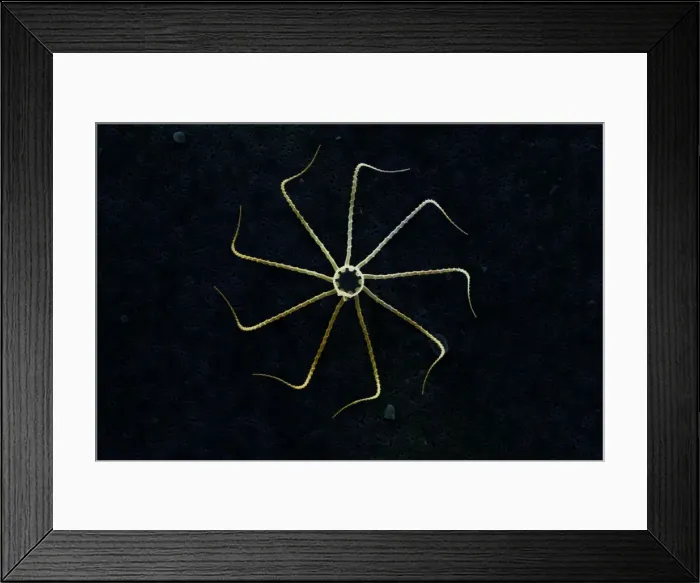 Framed Print : Marine Diatom Framed Print : Marine Diatom