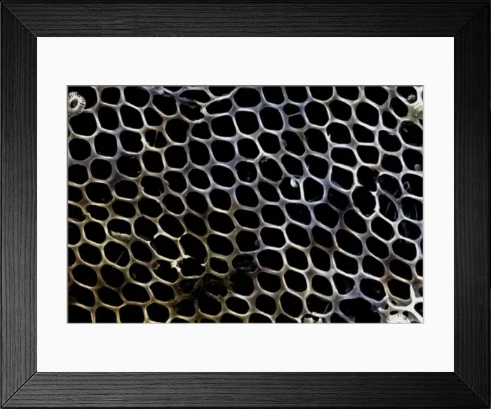 Framed Print : Marine Diatom Framed Print : Marine Diatom