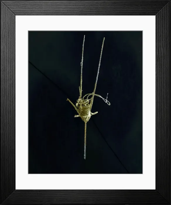 Framed Print : Scanning Electron Micrograph (SEM): Dinoflagellate, Ceratium; Magnification x 150 (when printed A4, 29. 7 cm wide)sp Framed Print : Scanning Electron Micrograph (SEM): Dinoflagellate, Ceratium; Magnification x 150 (when printed A4, 29. 7 cm wide)sp