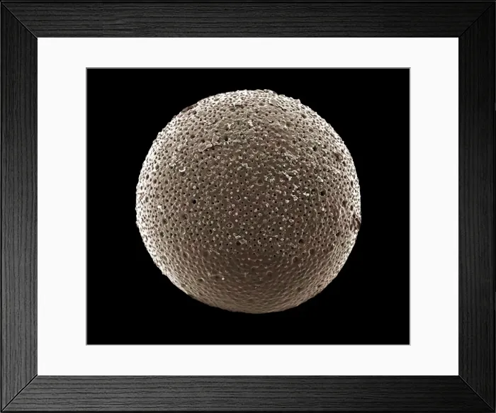Framed Print : Foraminifera Framed Print : Foraminifera