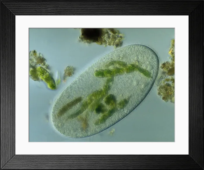 Framed Print : Light Micrograph: Ciliate - Magnification x 750 (when printed A4, 29. 7 cm wide)