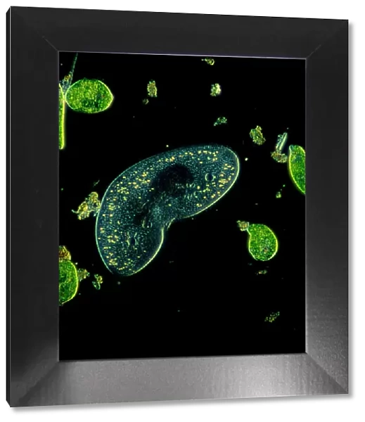 Light Micrograph (LM): Protozoans: Kidney shaped ciliate surrounded by Euglena sp. ; Magnification x 900 (when printed A4, 29. 7 cm wide)
