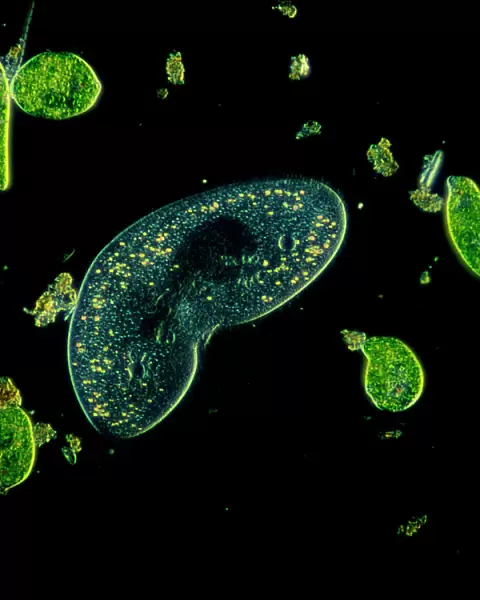 Light Micrograph (LM): Protozoans: Kidney shaped ciliate surrounded by Euglena sp. ; Magnification x 900 (when printed A4, 29. 7 cm wide)