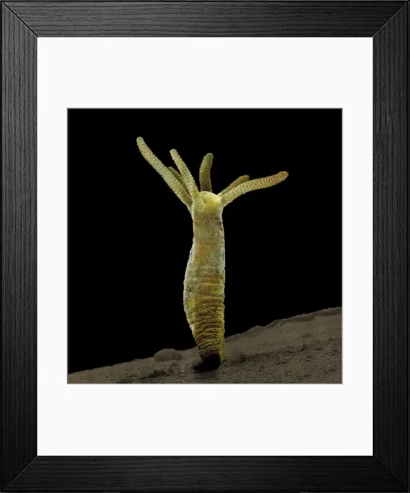 Framed Print : Scanning Electron Micrograph (SEM): Hydra - Magnification unknown Framed Print : Scanning Electron Micrograph (SEM): Hydra - Magnification unknown