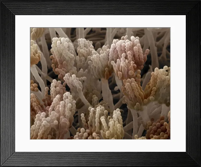 Framed Print : Scanning Electron Micrograph (SEM) showing fruiting bodies (conidiophores) of fungi Aspergillus sp. ; Magnification x 7, 000 (A4 size: 29. 7 cm width) Framed Print : Scanning Electron Micrograph (SEM) showing fruiting bodies (conidiophores) of fungi Aspergillus sp. ; Magnification x 7, 000 (A4 size: 29. 7 cm width)