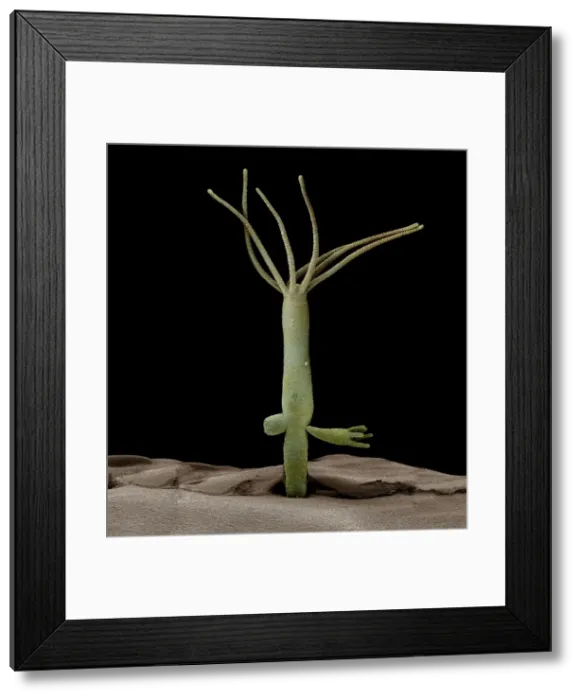 Framed Print : Scanning Electron Micrograph (SEM): Hydra - Magnification unknown Framed Print : Scanning Electron Micrograph (SEM): Hydra - Magnification unknown