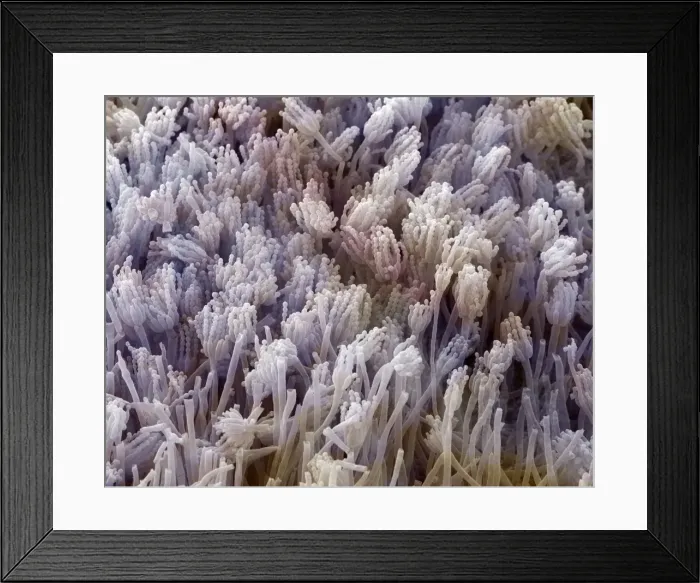 Framed Print : Scanning Electron Micrograph (SEM) showing fruiting bodies (conidiophores) of fungi Aspergillus sp. - Magnification x 7, 000 (A4 size: 29. 7 cm width) Framed Print : Scanning Electron Micrograph (SEM) showing fruiting bodies (conidiophores) of fungi Aspergillus sp. - Magnification x 7, 000 (A4 size: 29. 7 cm width)