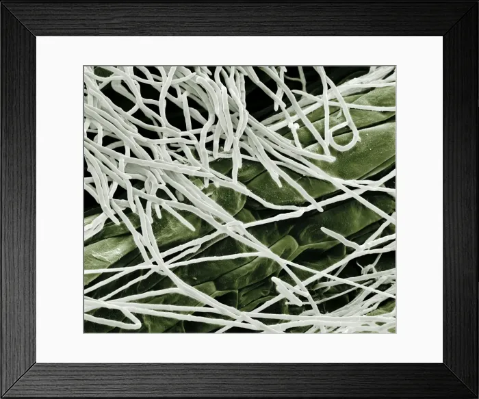 Framed Print : Scanning Electron Micrograph (SEM): Fusarium, Magnification x 1, 600 (A4 size: 29. 7 cm width) Framed Print : Scanning Electron Micrograph (SEM): Fusarium, Magnification x 1, 600 (A4 size: 29. 7 cm width)