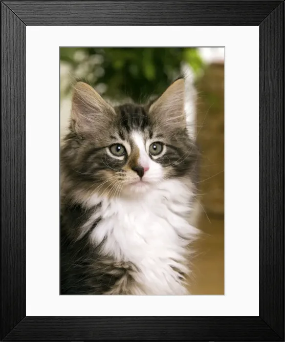Framed Print : Norwegian Forest Silver and White Mackerel Tabby Cat Framed Print : Norwegian Forest Silver and White Mackerel Tabby Cat
