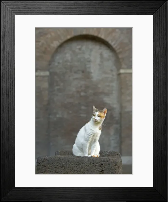 Framed Print : Cat - Ginger and white cat on stone wall - pyramid of Caius Cestius - Rome - Italy Framed Print : Cat - Ginger and white cat on stone wall - pyramid of Caius Cestius - Rome - Italy