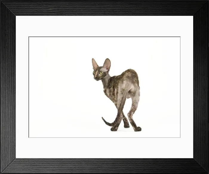 Framed Print : Cat - Rex Cornish in studio Framed Print : Cat - Rex Cornish in studio