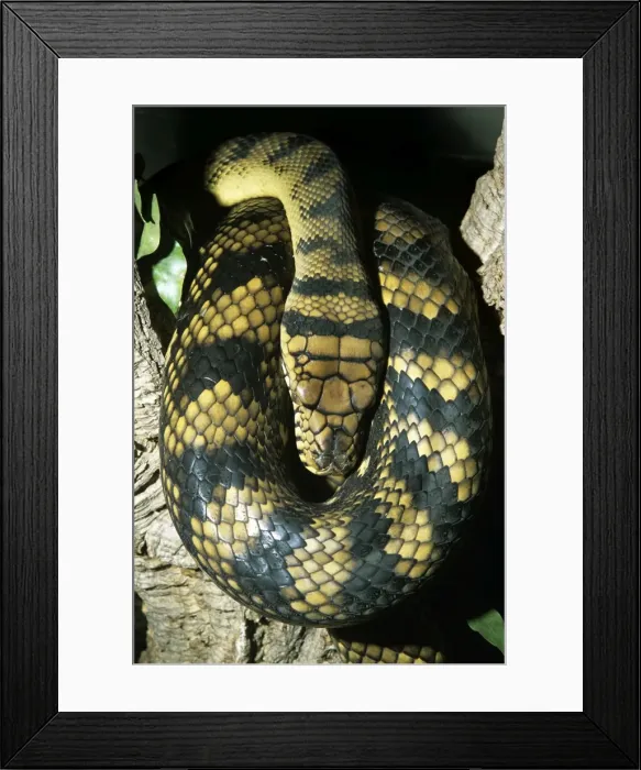 Framed Print : Amethyst / Amethystine / Scrub Python - coiled Framed Print : Amethyst / Amethystine / Scrub Python - coiled