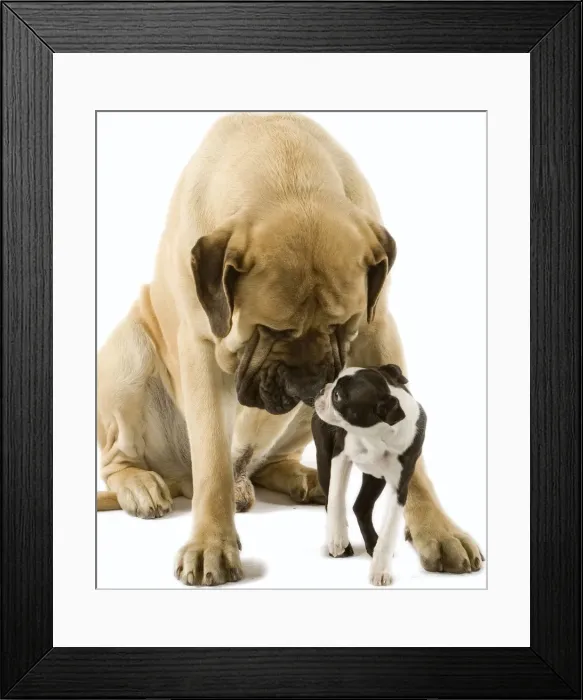 Framed Print : Dog - Mastif sniffing Boston Terrier in studio Framed Print : Dog - Mastif sniffing Boston Terrier in studio