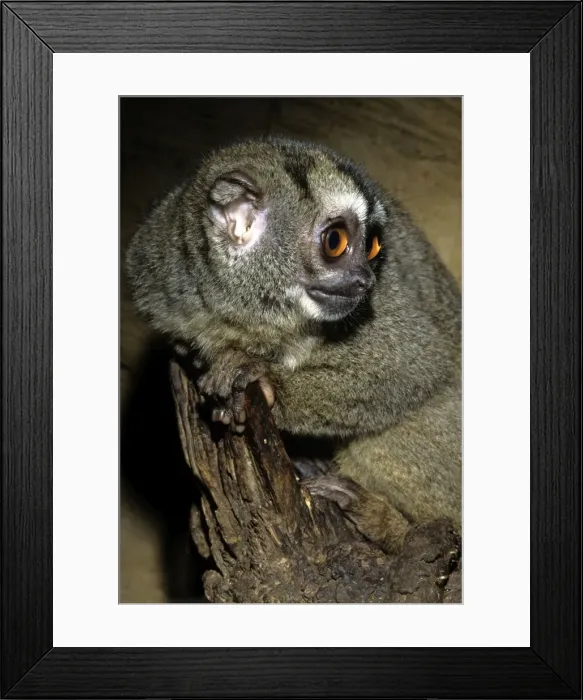 Framed Print : Northern Night Monkey / Douroucouli / Owl Monkey - nocturnal - Brazil Framed Print : Northern Night Monkey / Douroucouli / Owl Monkey - nocturnal - Brazil