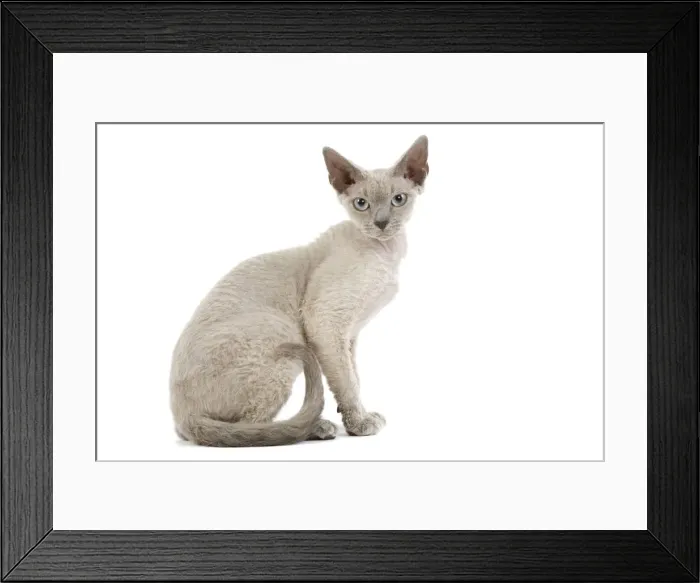 Framed Print : Cat - Devon Rex - blue - in studio Framed Print : Cat - Devon Rex - blue - in studio