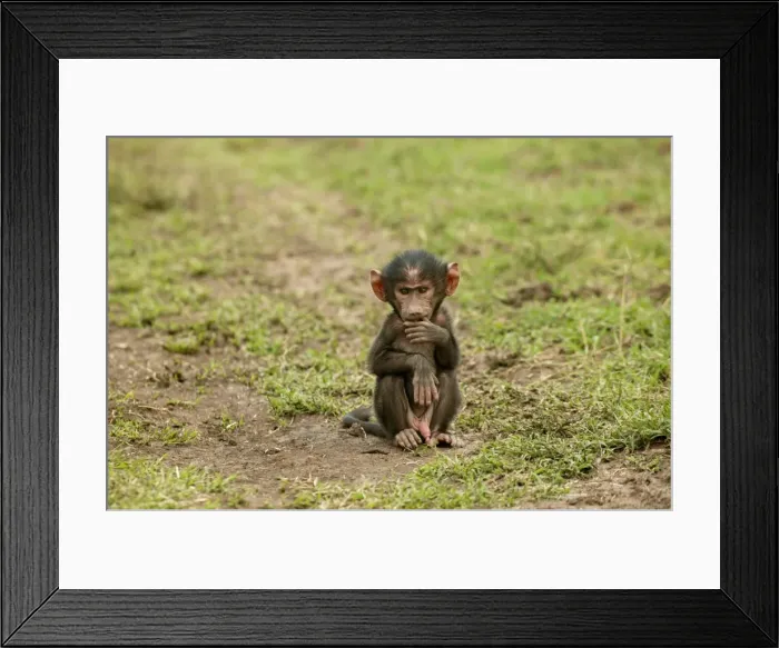 Framed Print : Olive Baboon LA 610 Young sitting alone Papio hamadryas anubis © J. M. Labat / ardea. com Framed Print : Olive Baboon LA 610 Young sitting alone Papio hamadryas anubis © J. M. Labat / ardea. com