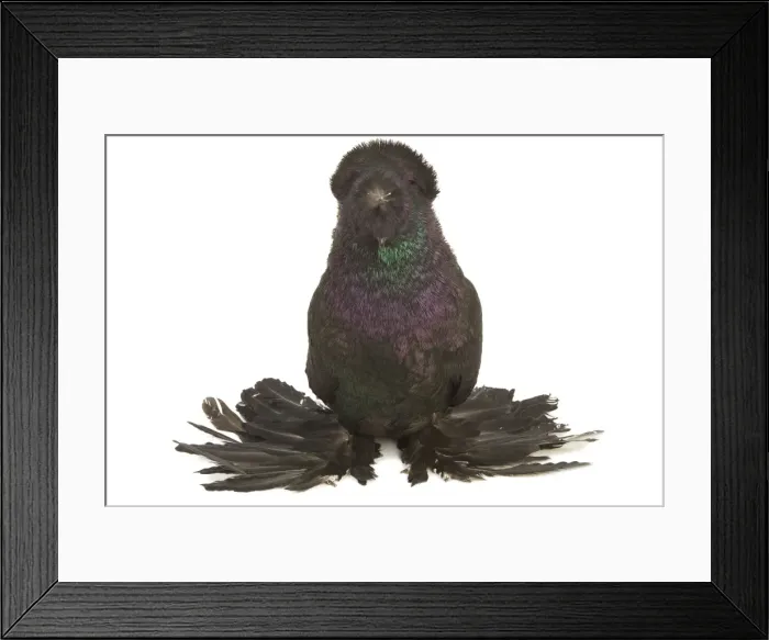 Framed Print : Fancy Pigeon Breed - German Trumpeter in studio Framed Print : Fancy Pigeon Breed - German Trumpeter in studio