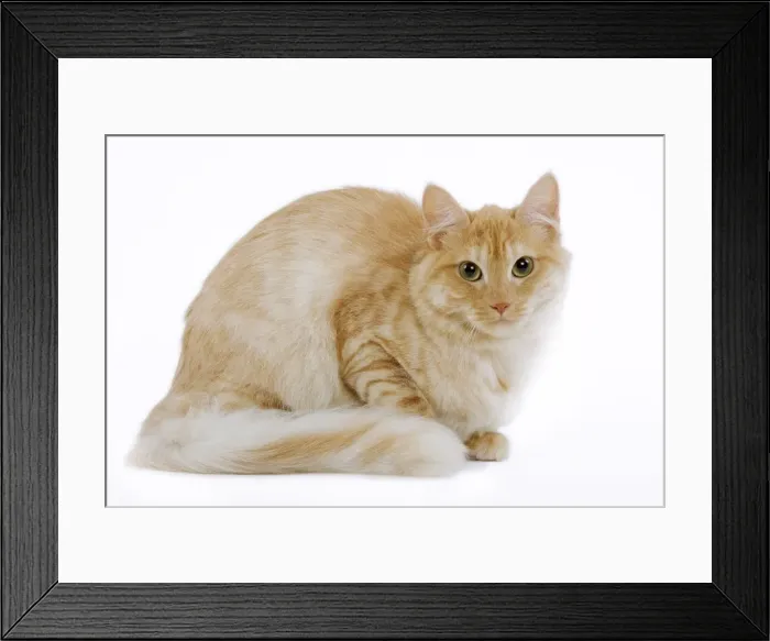 Framed Print : Cat - Turkish Angora - red mackerel tabby in studio Framed Print : Cat - Turkish Angora - red mackerel tabby in studio