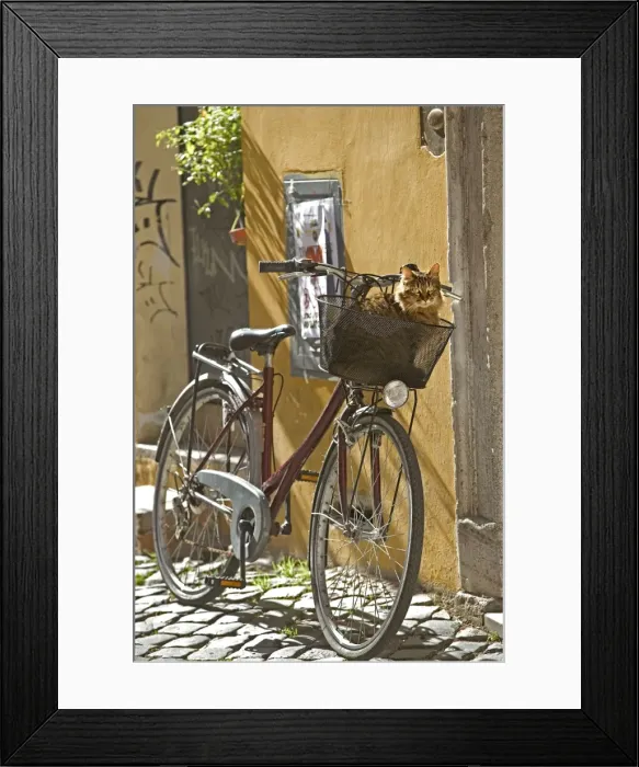 Framed Print : Cat - Tabby in bicycle basket - Trastevere - Rome - Italy Framed Print : Cat - Tabby in bicycle basket - Trastevere - Rome - Italy