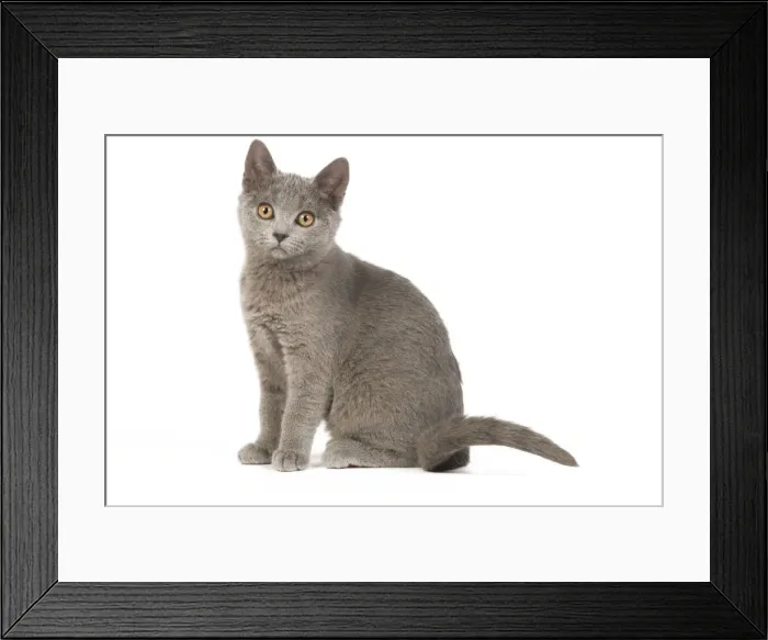 Framed Print : Cat - Chartreux Kitten in studio Framed Print : Cat - Chartreux Kitten in studio