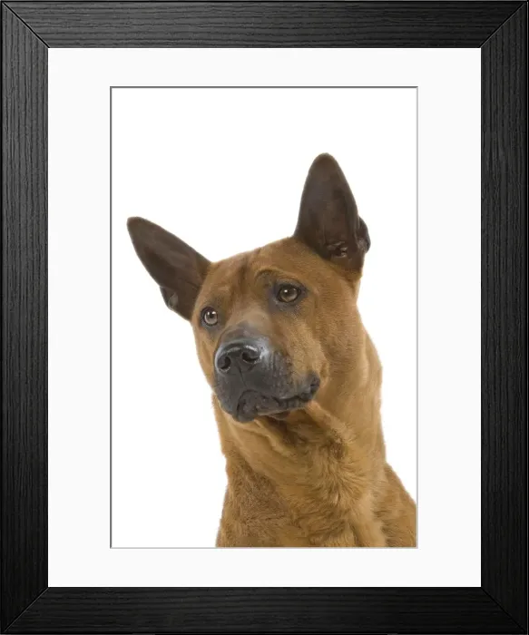 Framed Print : Dog - Thai Ridgeback Framed Print : Dog - Thai Ridgeback