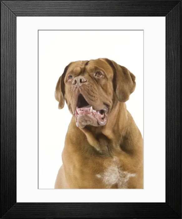 Framed Print : Dogue de Bordeaux Framed Print : Dogue de Bordeaux