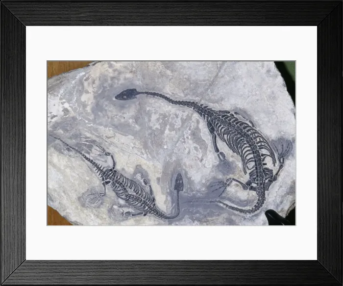 Framed Print : Mosasaur Aquatic Lizard Fossil - Triassic period Guizhou Prov. China Framed Print : Mosasaur Aquatic Lizard Fossil - Triassic period Guizhou Prov. China